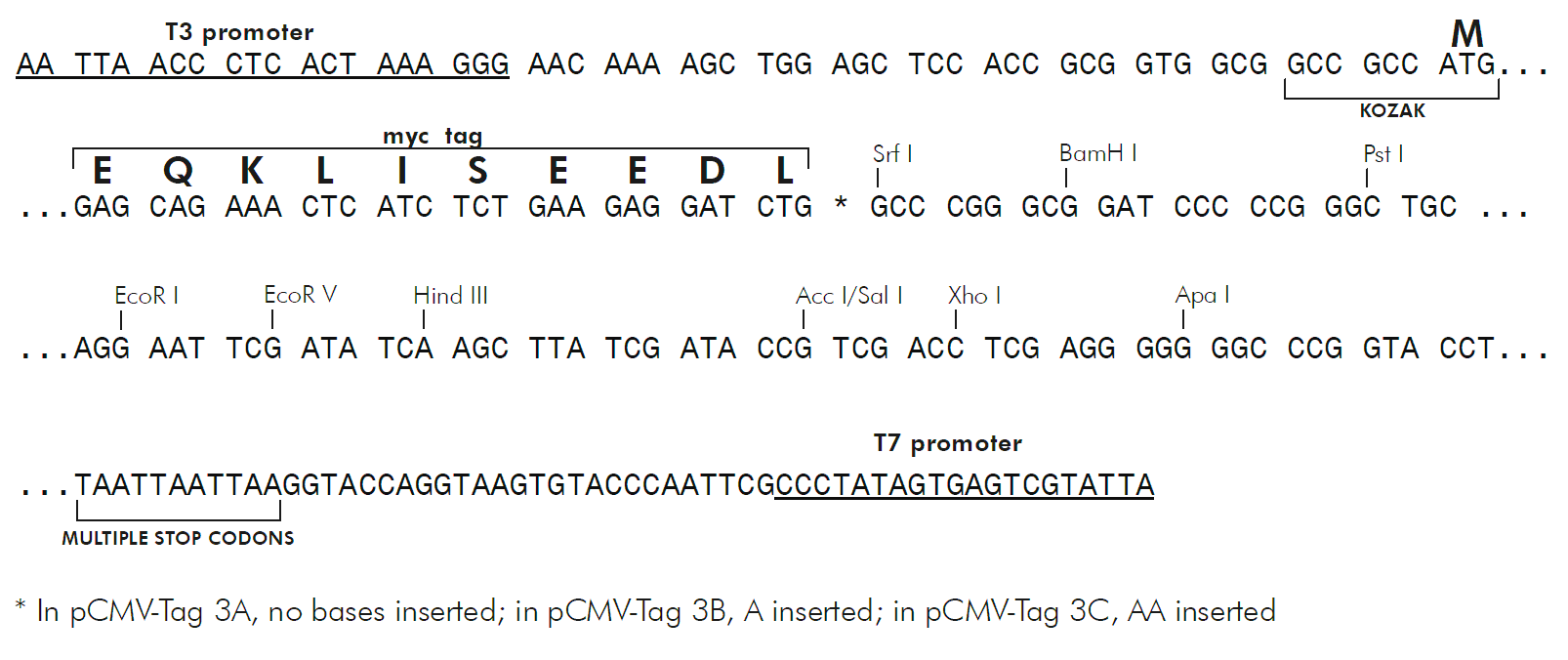 pCMV-Tag 3C 多克隆位点 点击看大图 pCMV-Tag 3C 多克隆位点